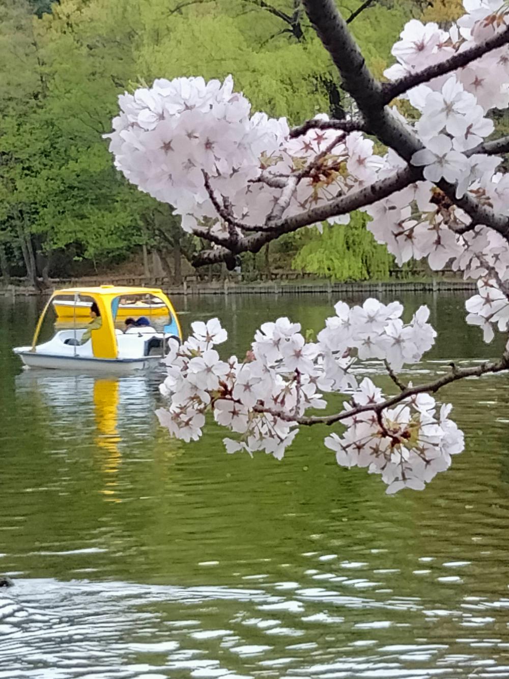 満開の桜 画像