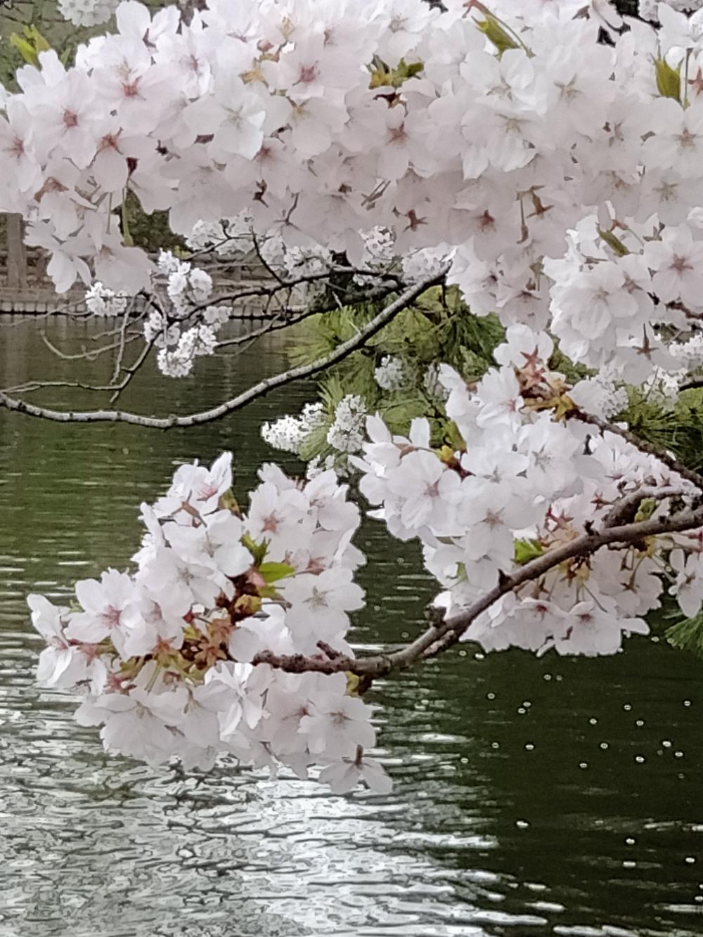 満開の桜 画像