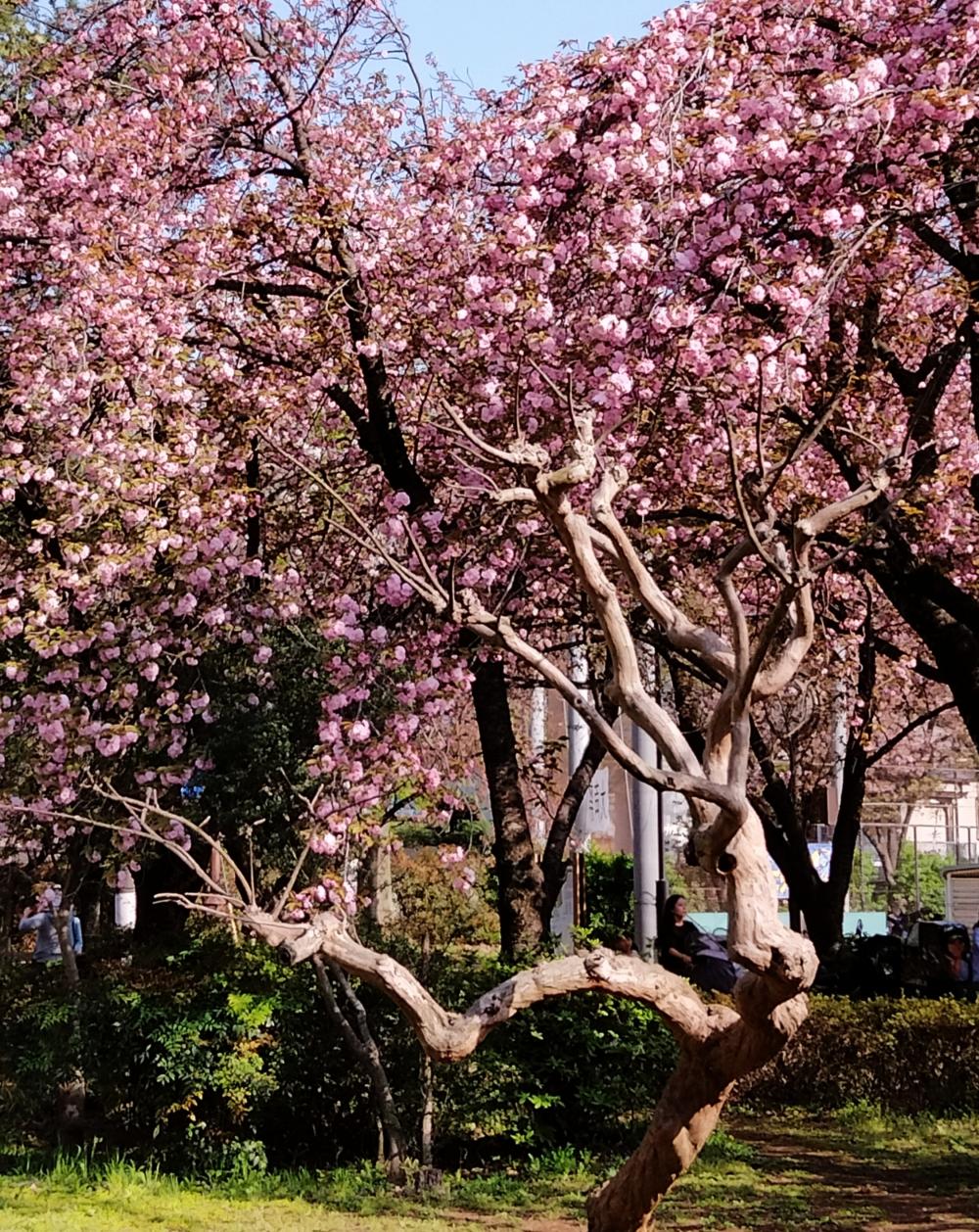 八重桜 もとっても綺麗 画像