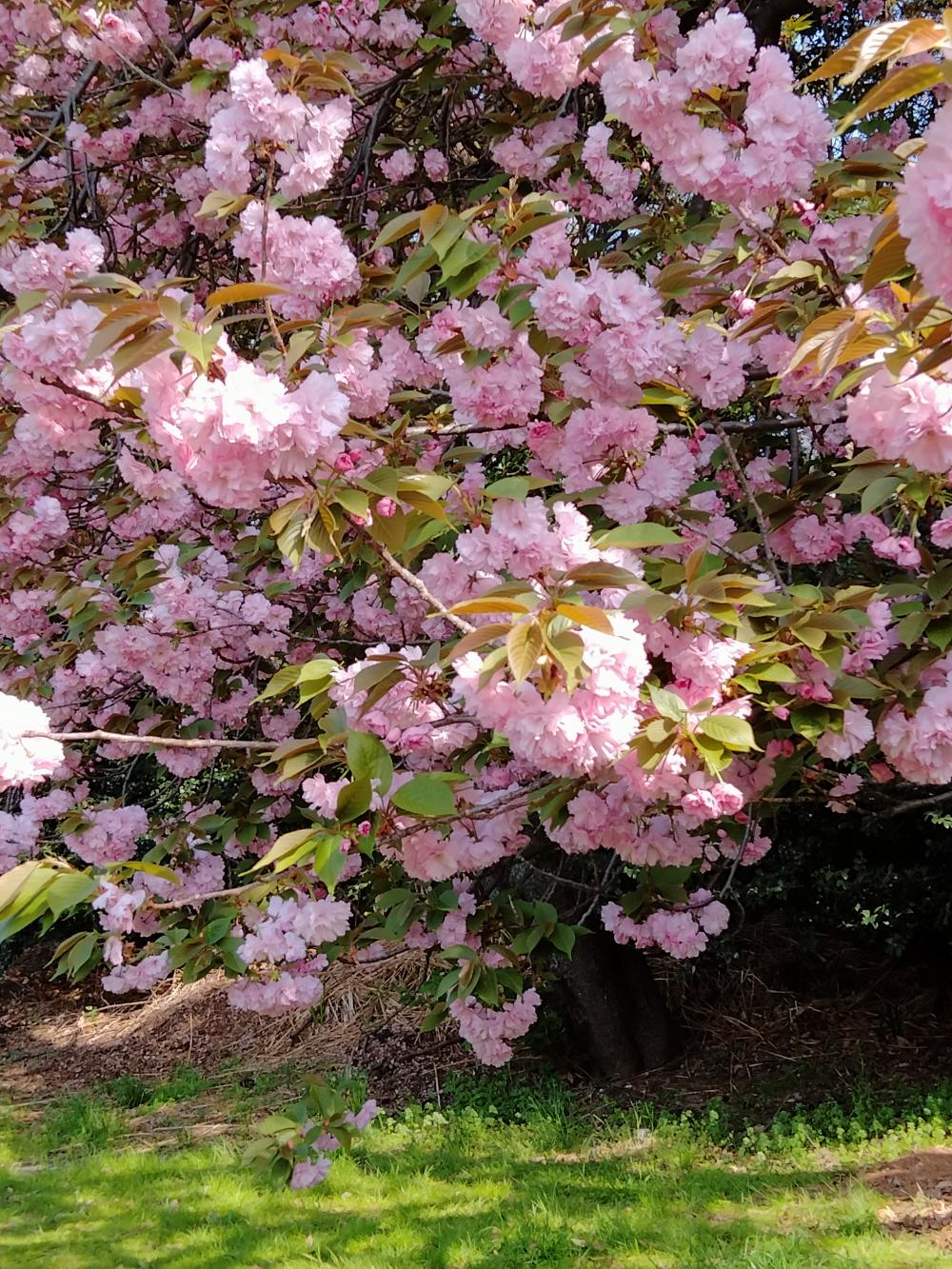 八重桜 もとっても綺麗 画像