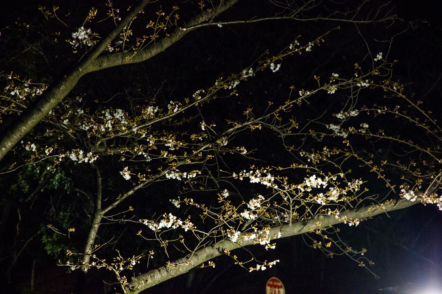光が丘公園の桜は２分咲！