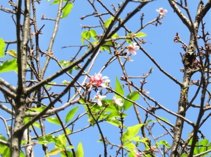 オカメザクラが咲いてます。 画像