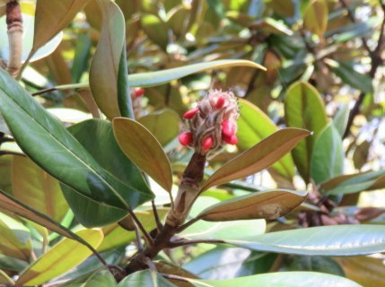 タイサンボクの赤い種子が見られます。