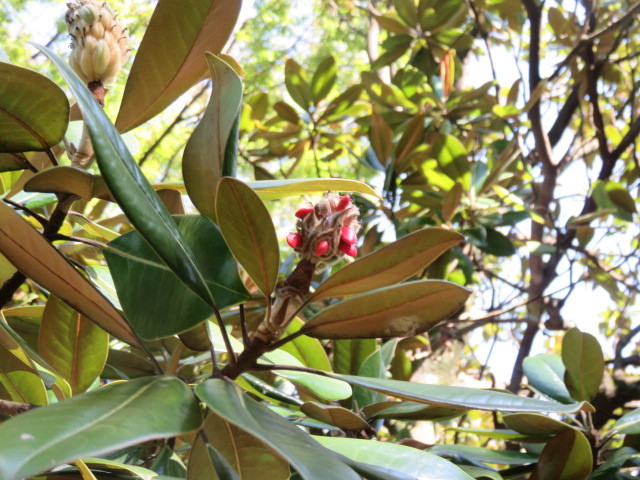 タイサンボクの赤い種子が見られます。 画像