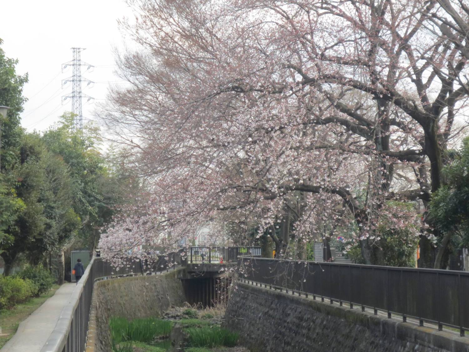 大泉井頭公園の桜
