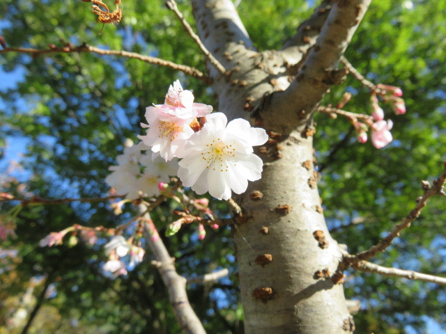 １０月桜が咲いてます。