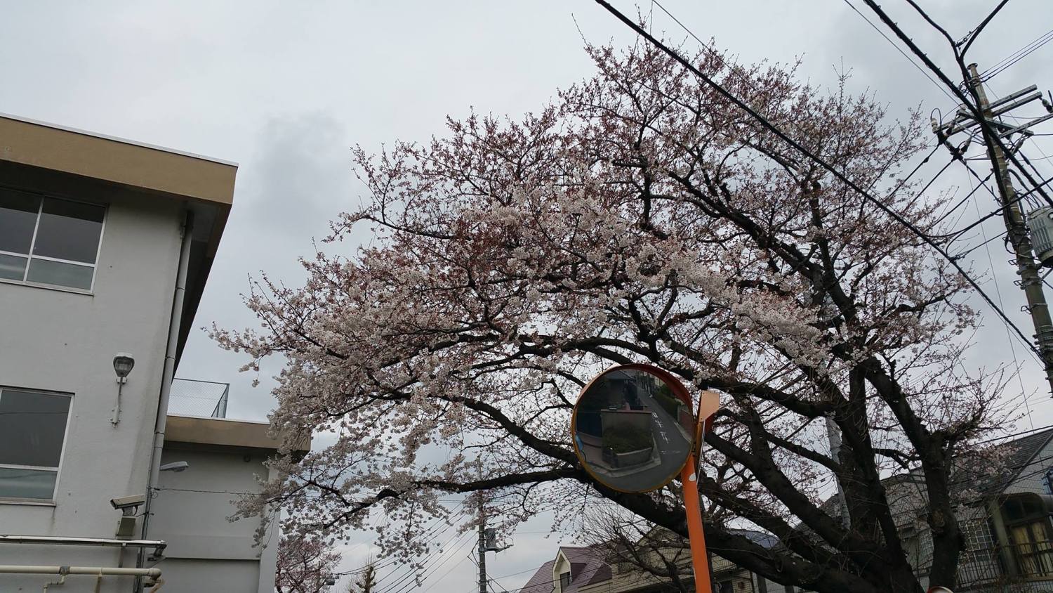大泉第二中学校の「桜」 画像