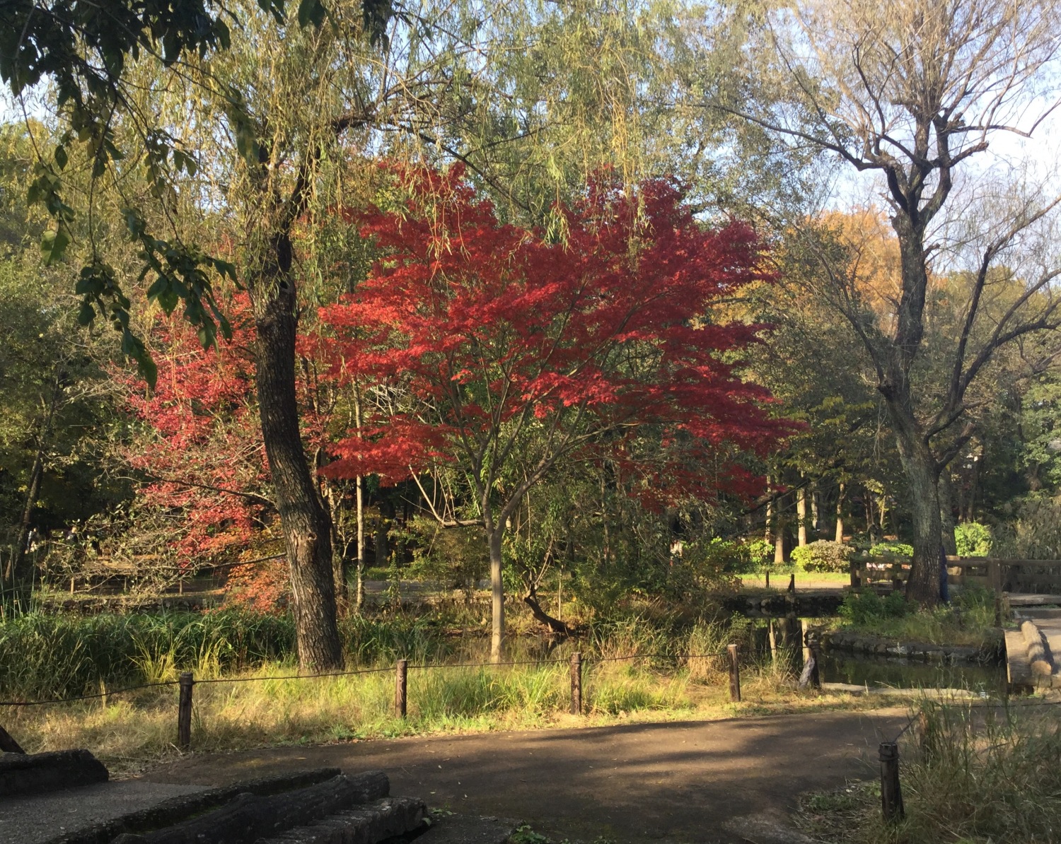 三宝寺池の紅葉 画像