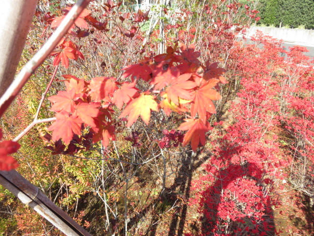 コハウチカエデでの紅葉が見られます