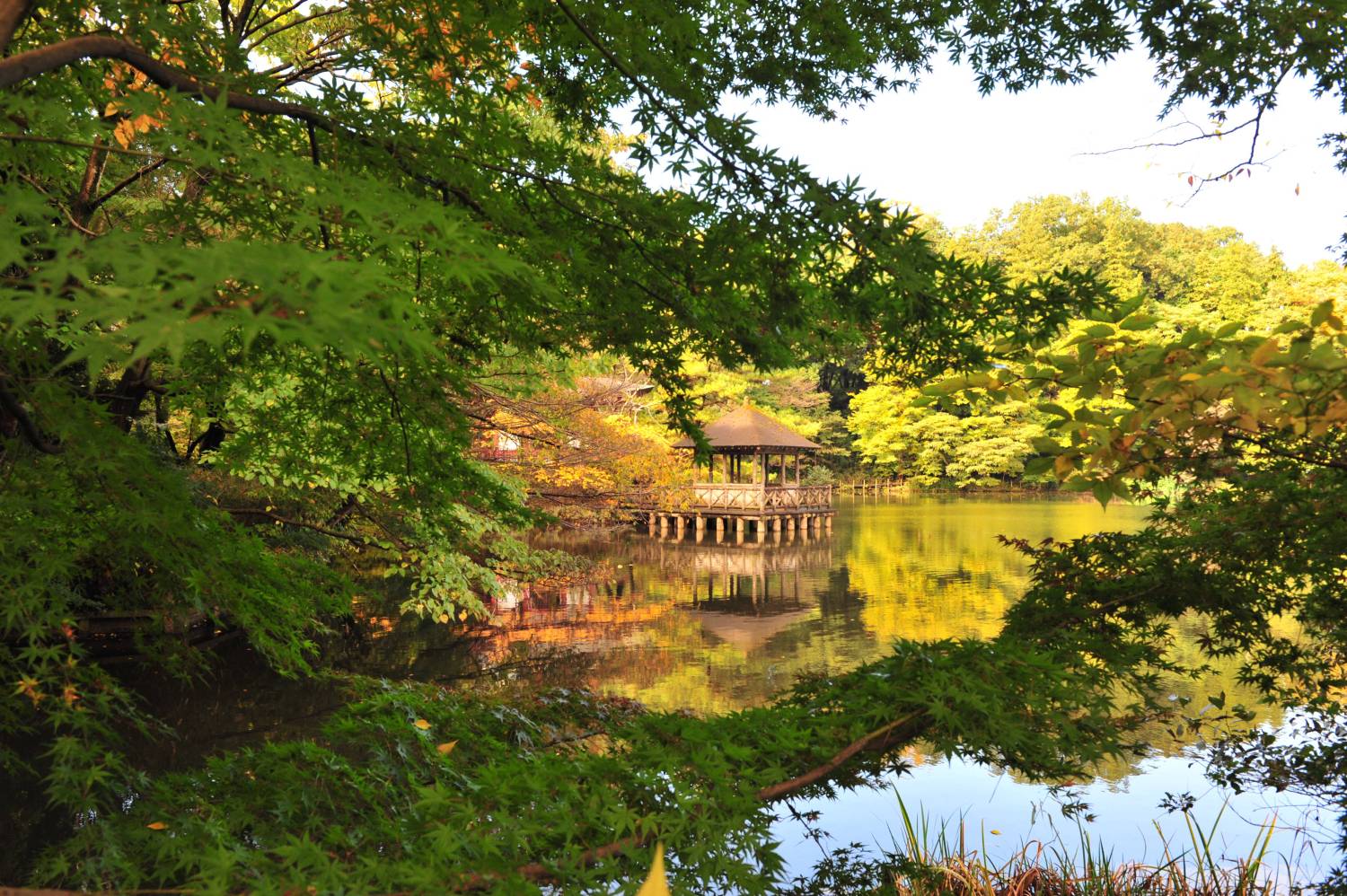 三宝寺池のお堂です 画像
