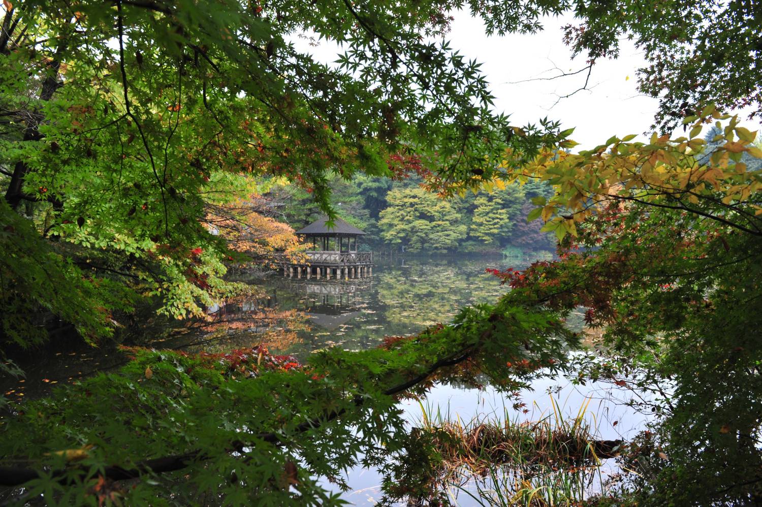 三宝寺池のお堂です 画像