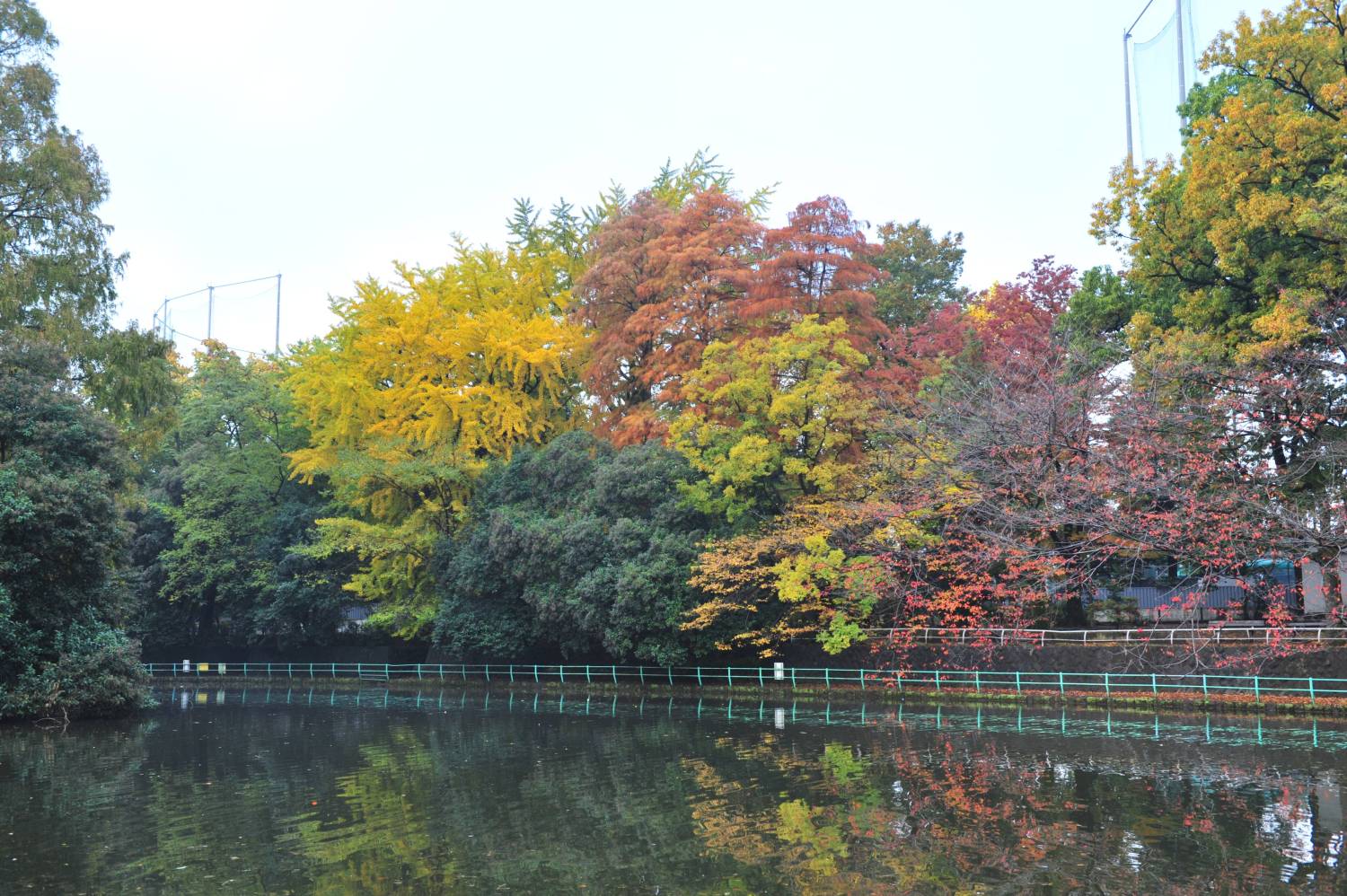 池周辺の紅葉 画像