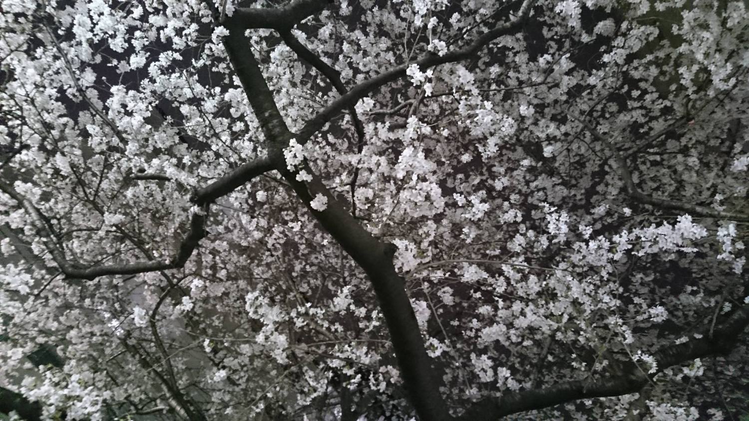 千川通りの桜並木が見頃