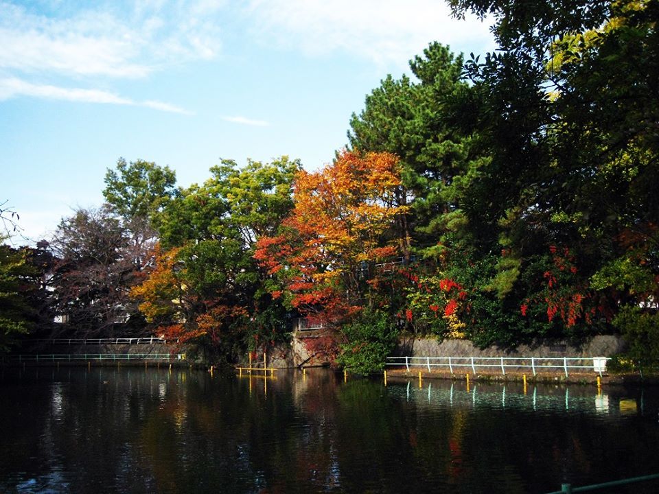 武蔵関公園の紅葉！