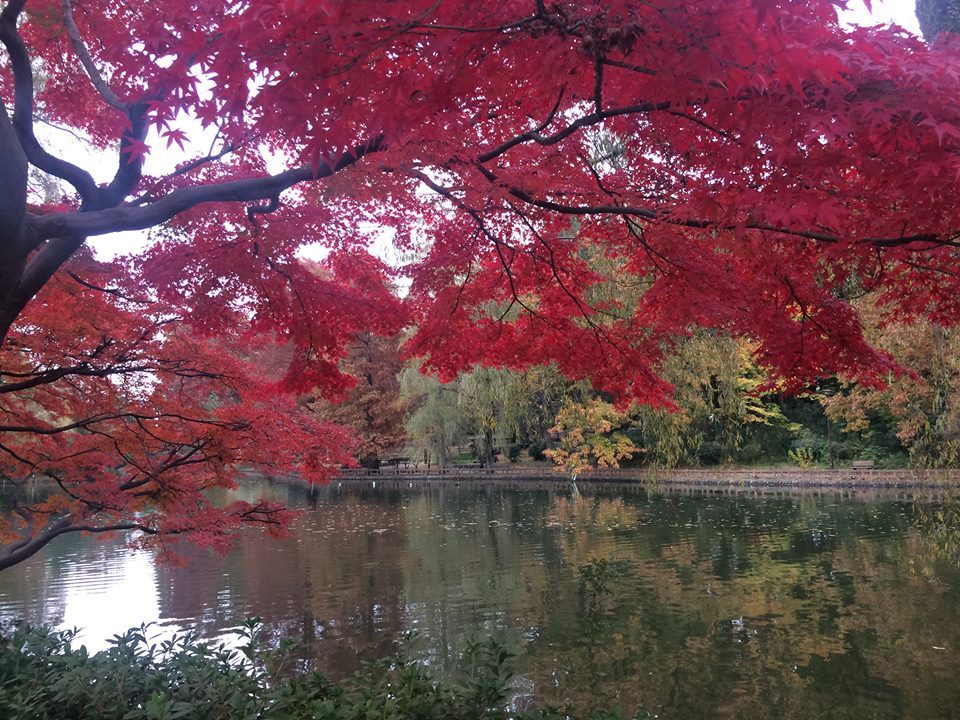 石神井公園の紅葉が見ごろ！