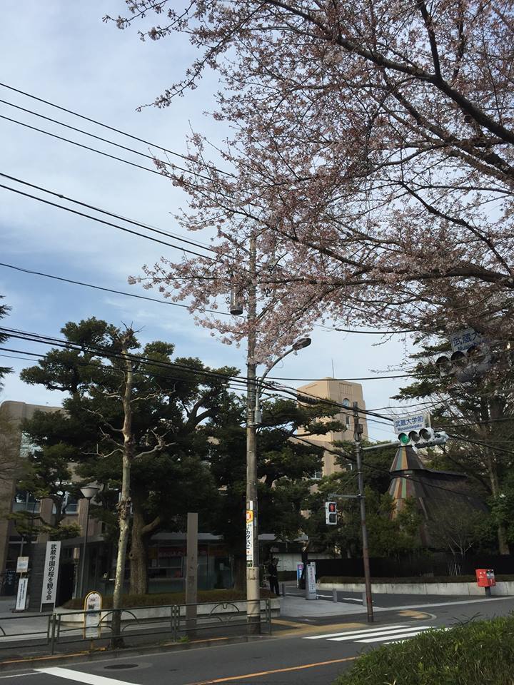 武蔵大学の桜 画像