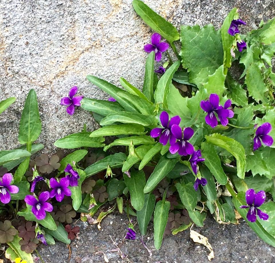 アスファルの隙間に健気に咲く濃い紫のスミレ