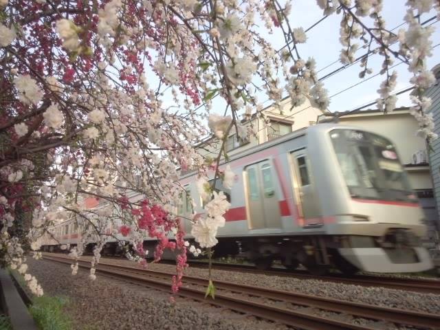 西武線と桜 画像