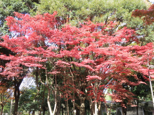 ノムラカエデの紅葉が見られます。