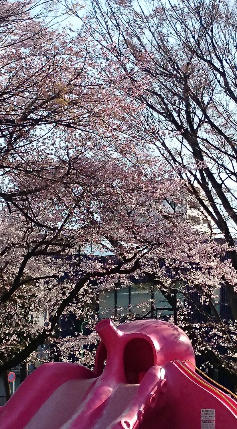 豊玉公園の桜