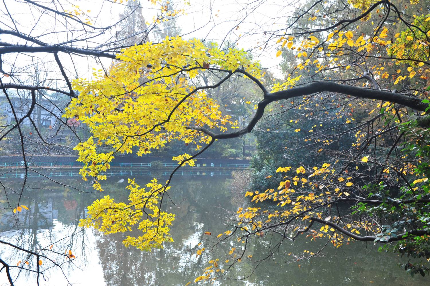 武蔵関公園富士見池周辺の紅葉 画像