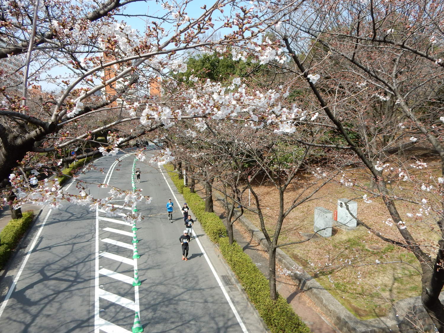 桜を駆け抜けるランナー 画像