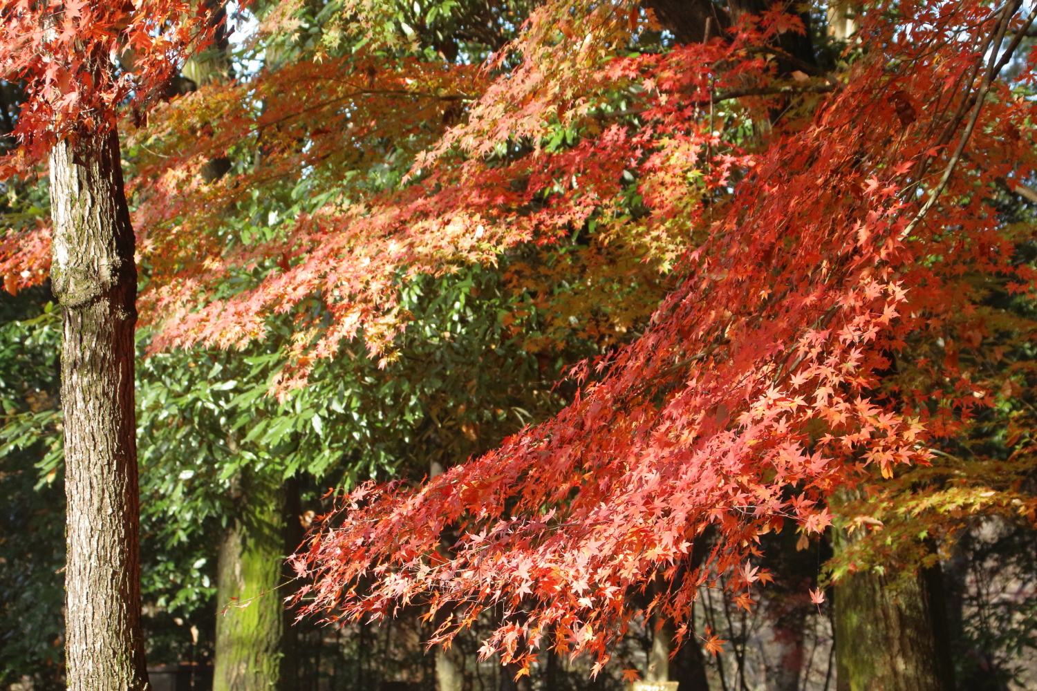 三宝寺池周辺の紅葉