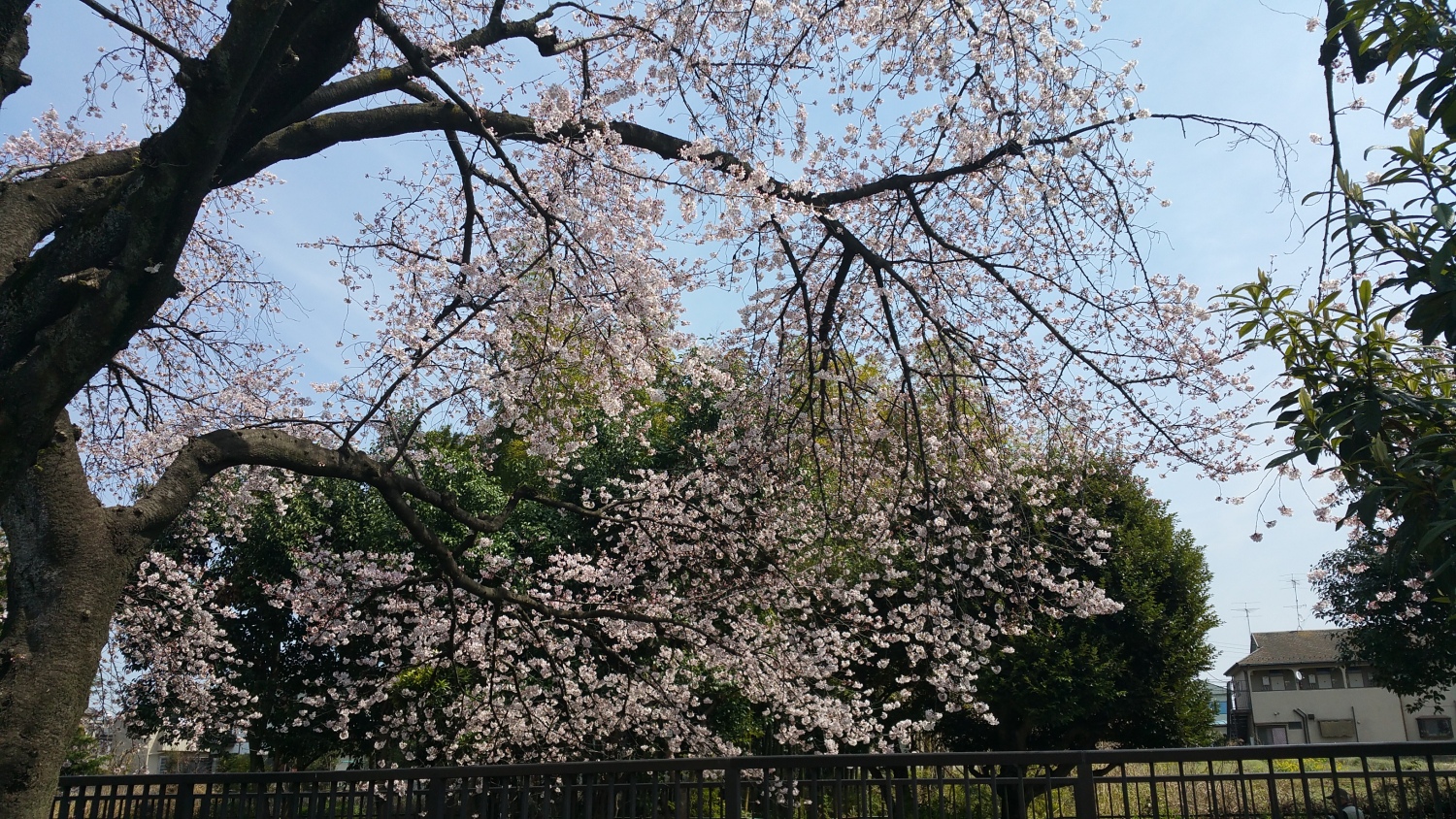 桜も満開 画像