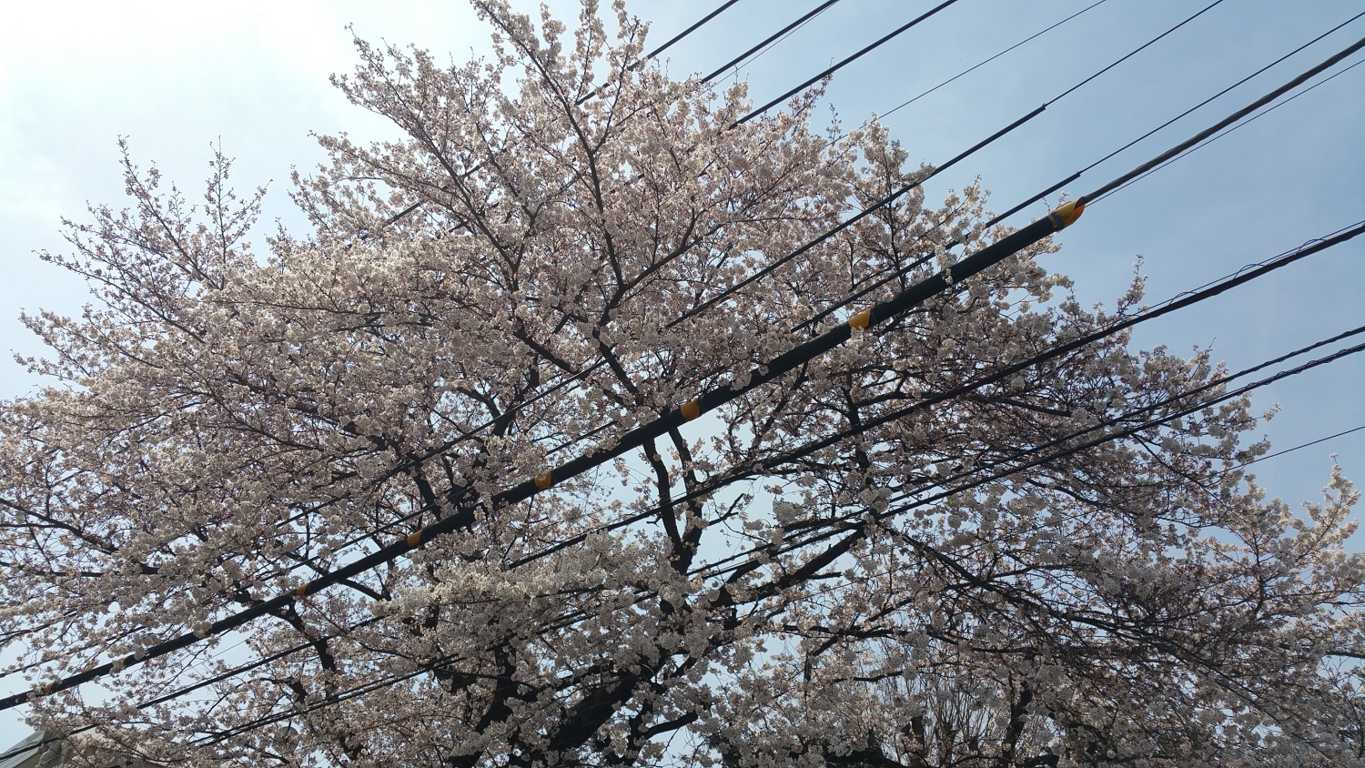 桜も満開 画像