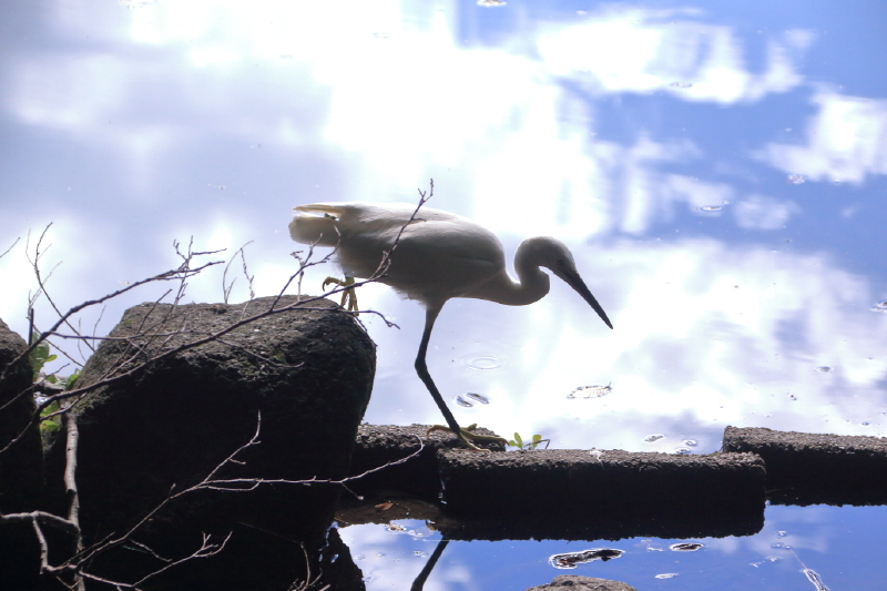 三宝寺池の水鳥 画像