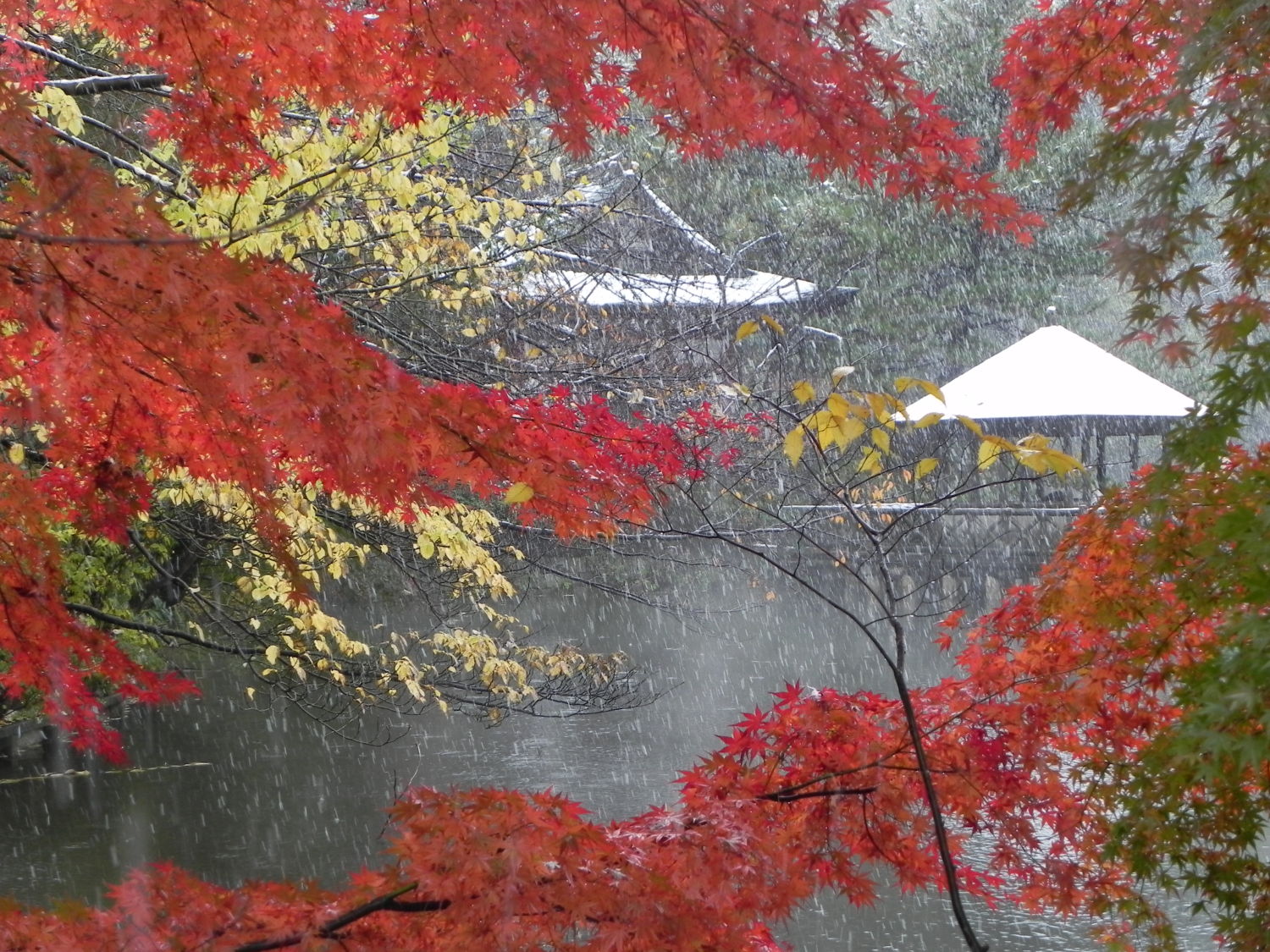 「11月の椿事」紅葉のなかの降雪（石神井公園） 画像
