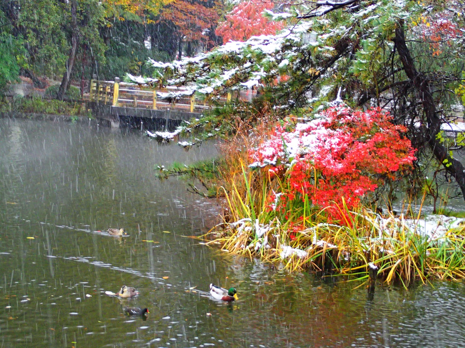１１月の紅葉と雪のコラボ 画像