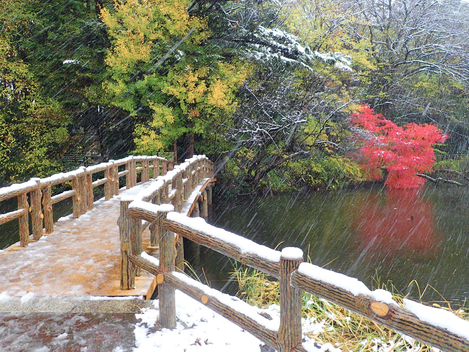 １１月の紅葉と雪のコラボ 画像