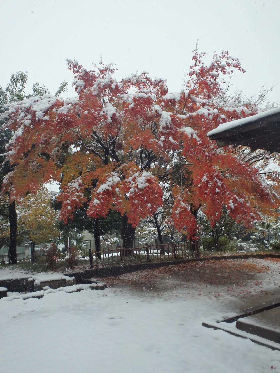 54年ぶりの雪と紅葉の交通公園
