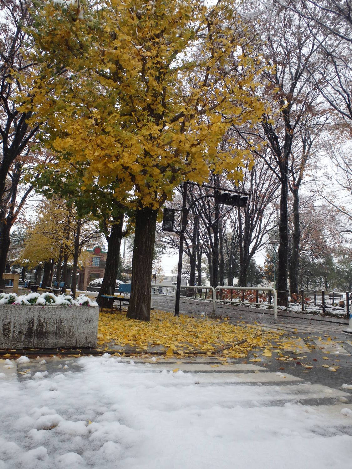 54年ぶりの雪と紅葉の交通公園 画像