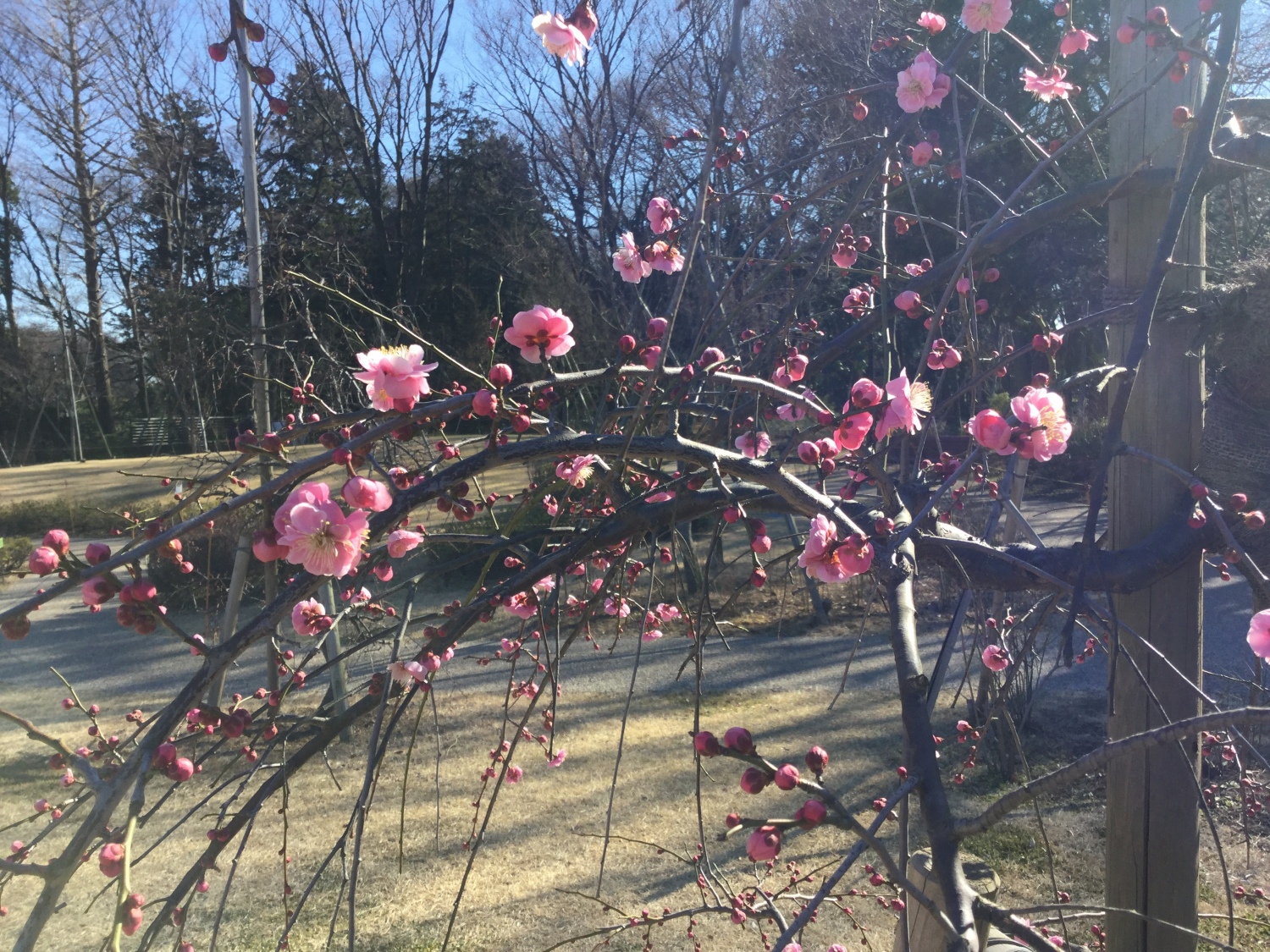 河津桜と紅梅 画像