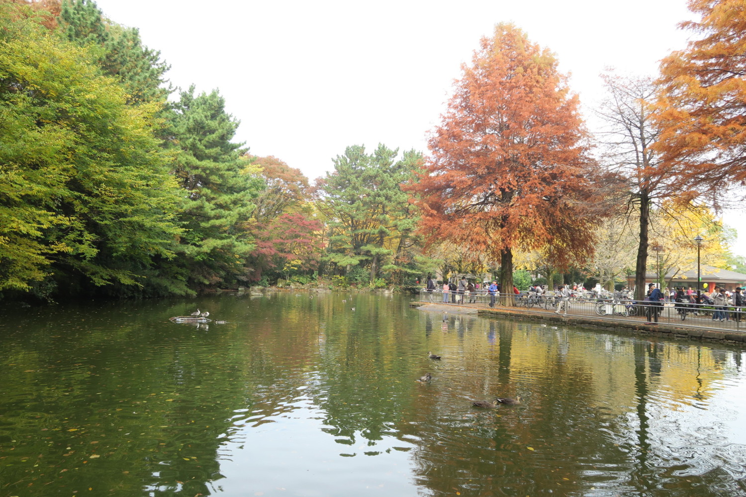 光が丘公園の池の紅葉