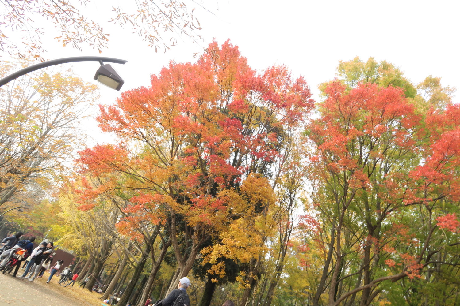 光が丘公園の紅葉