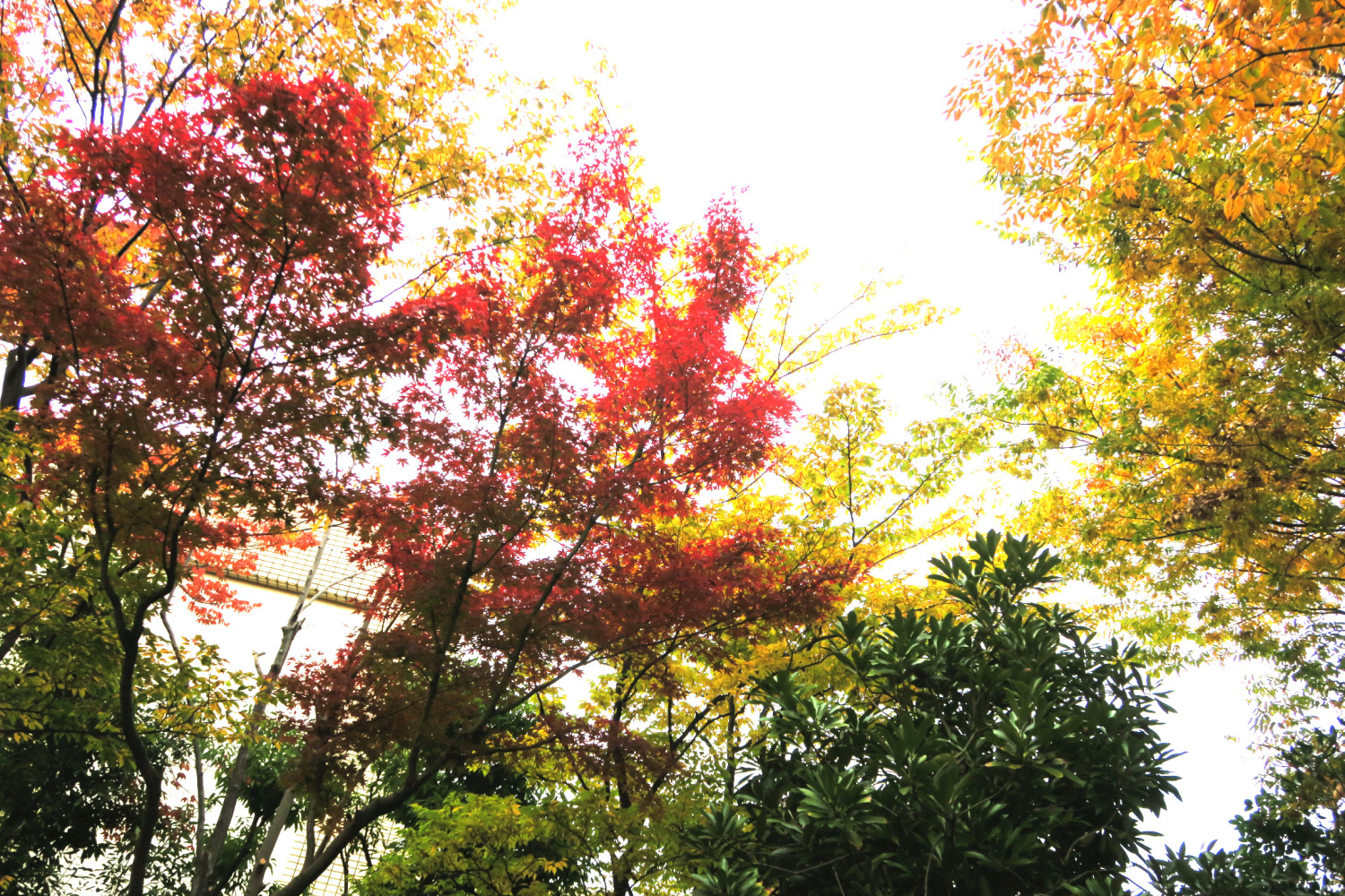 ホテルカデンツァ光ヶ丘の庭の紅葉