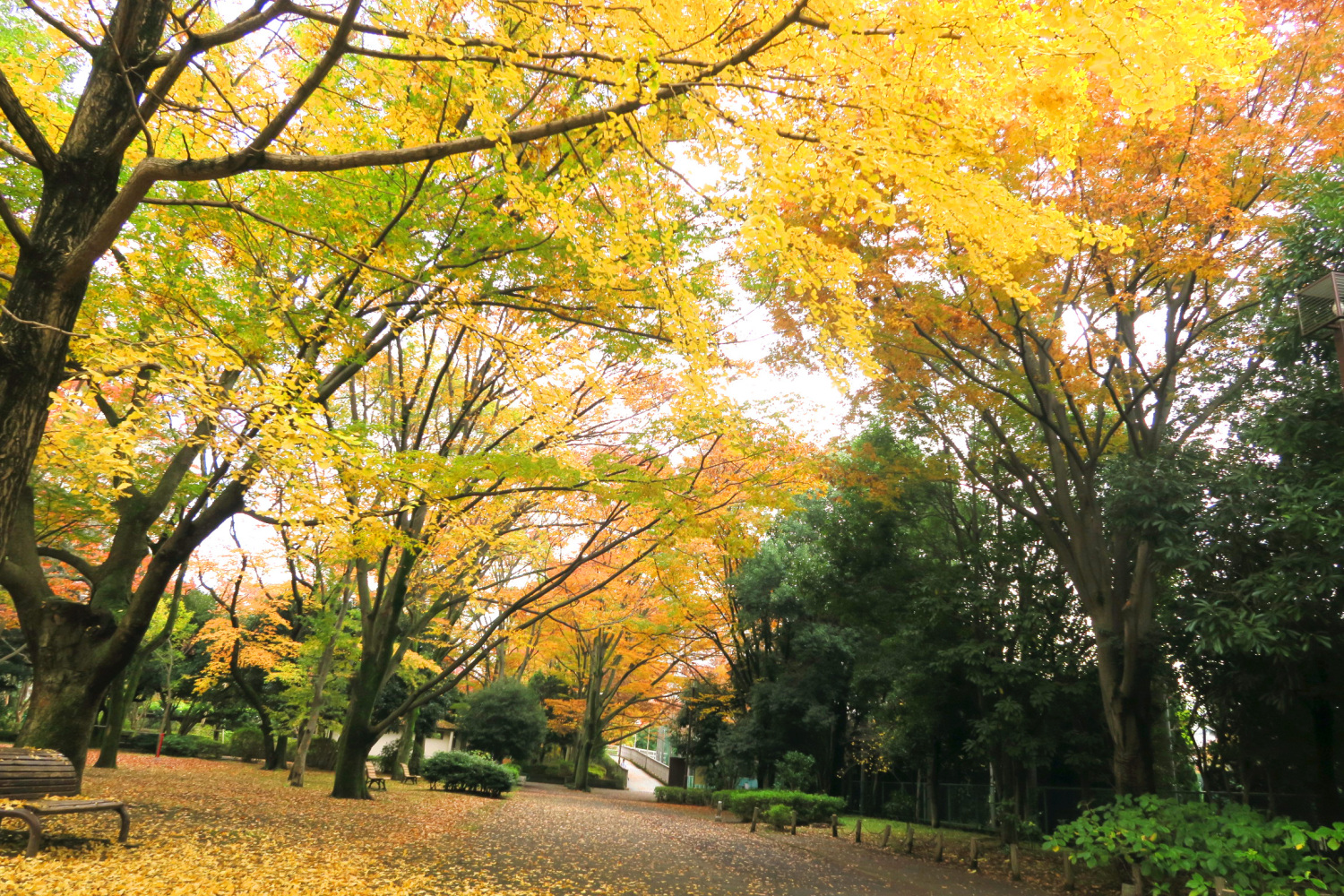 四季の香公園の紅葉