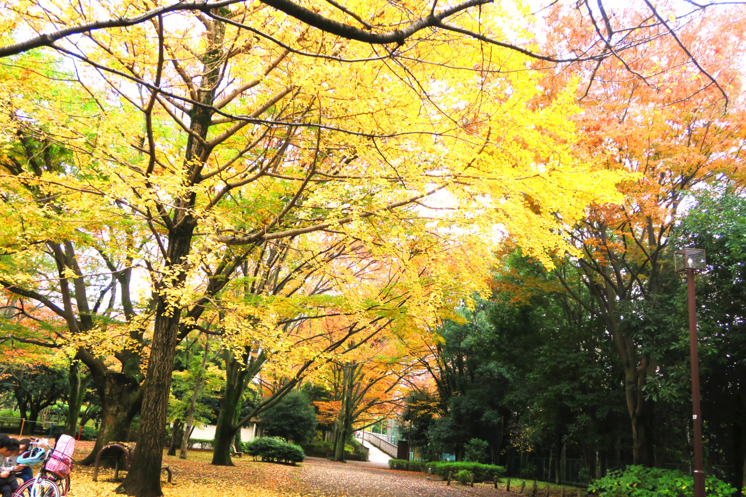 四季の香公園の紅葉 画像