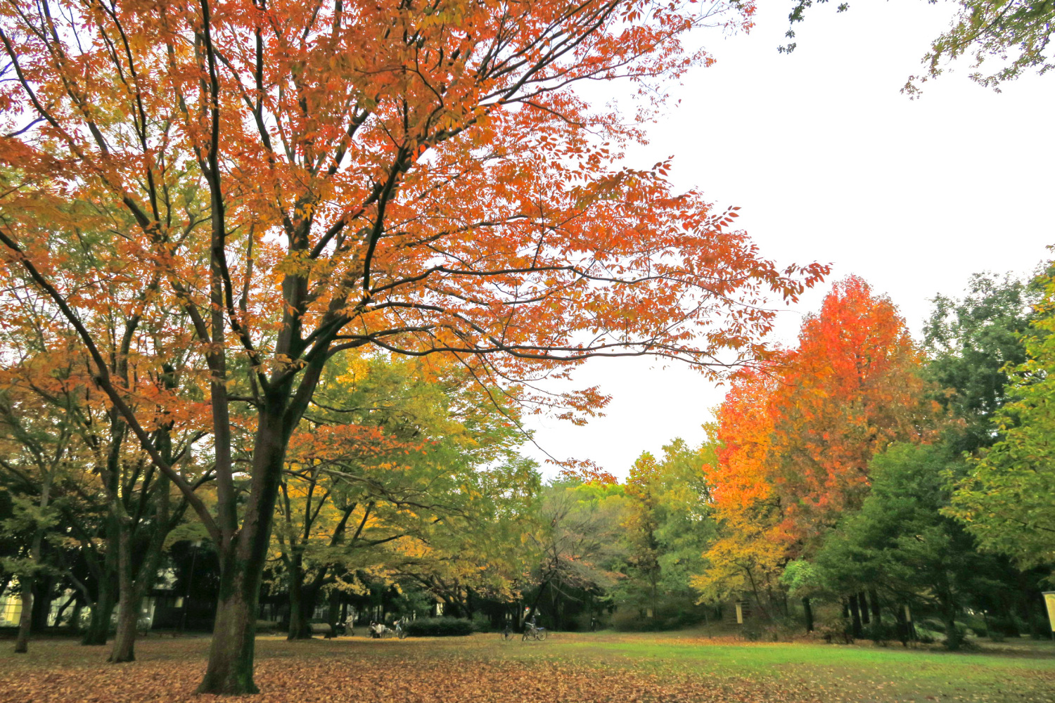 四季の香公園の紅葉