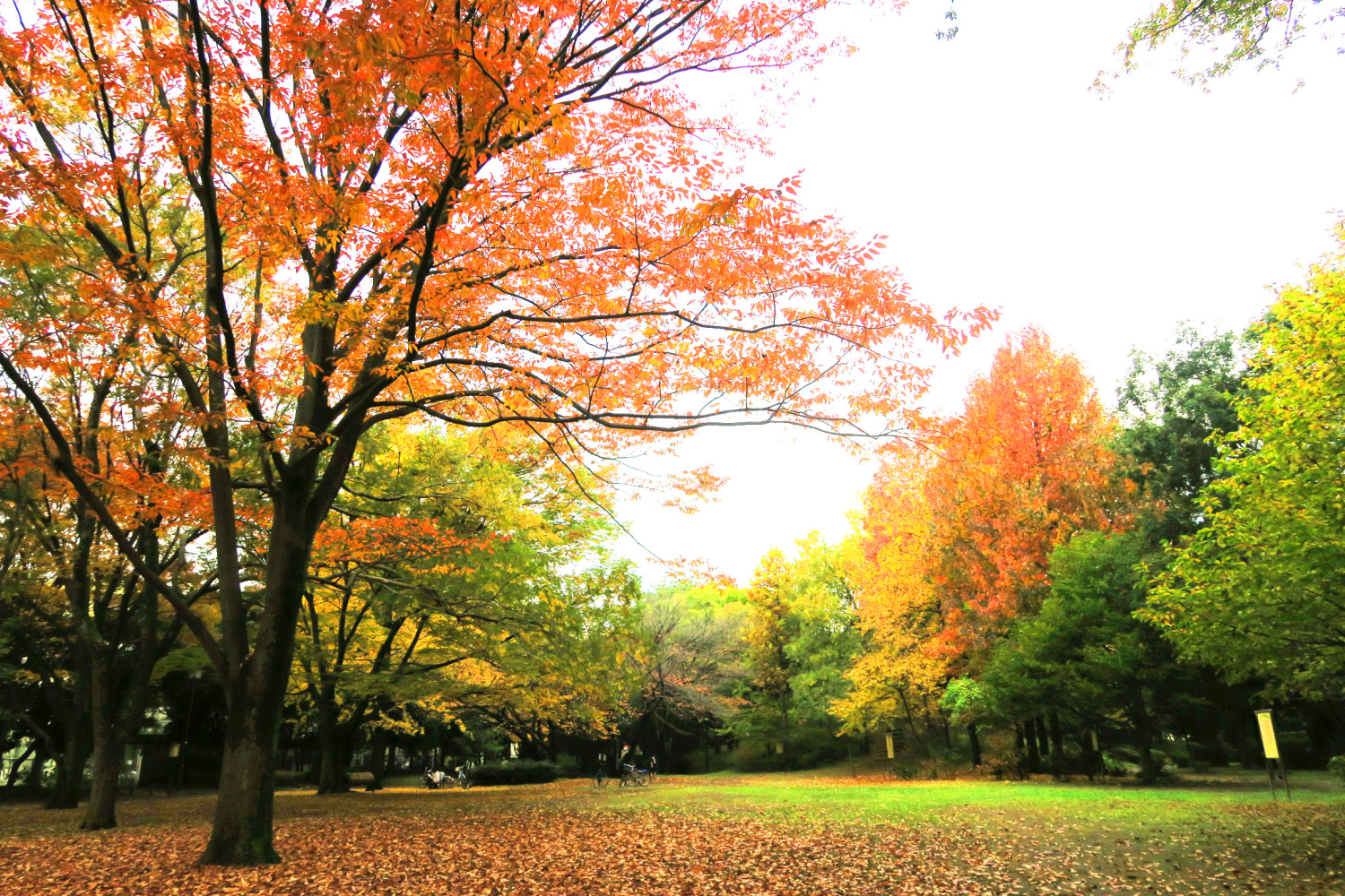 四季の香公園の紅葉 画像