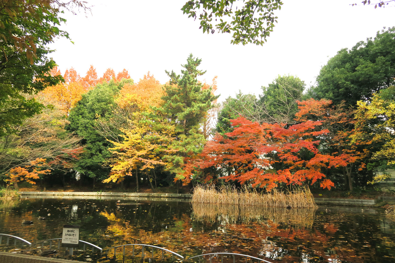 春の風公園のかえる池の紅葉