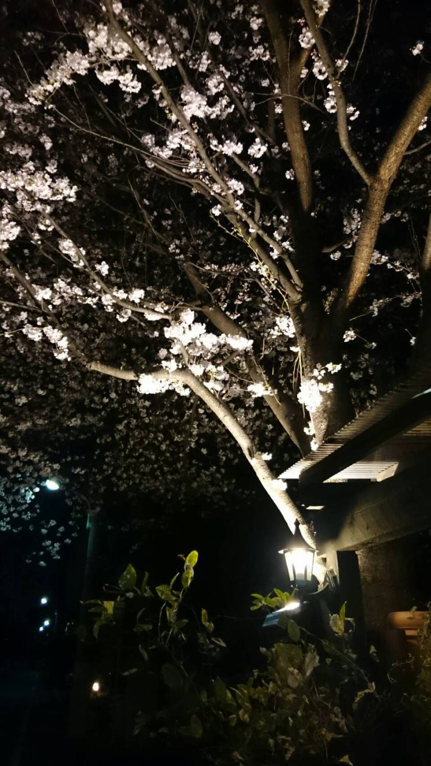 駆け込みの夜桜