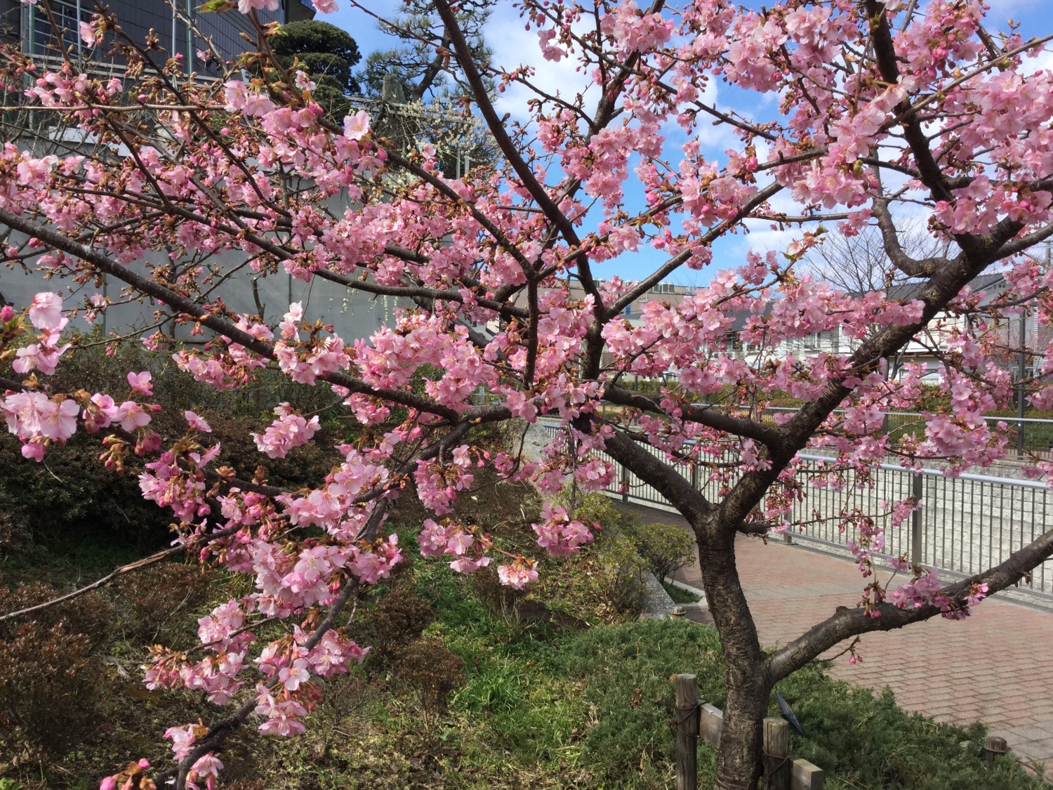 河津桜がとっても綺麗 画像