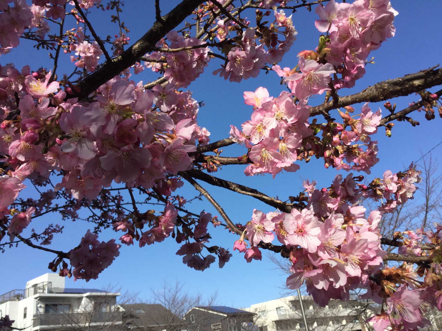 河津桜がとっても綺麗 画像
