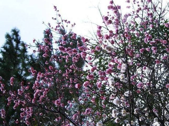 きれいな梅の花 画像