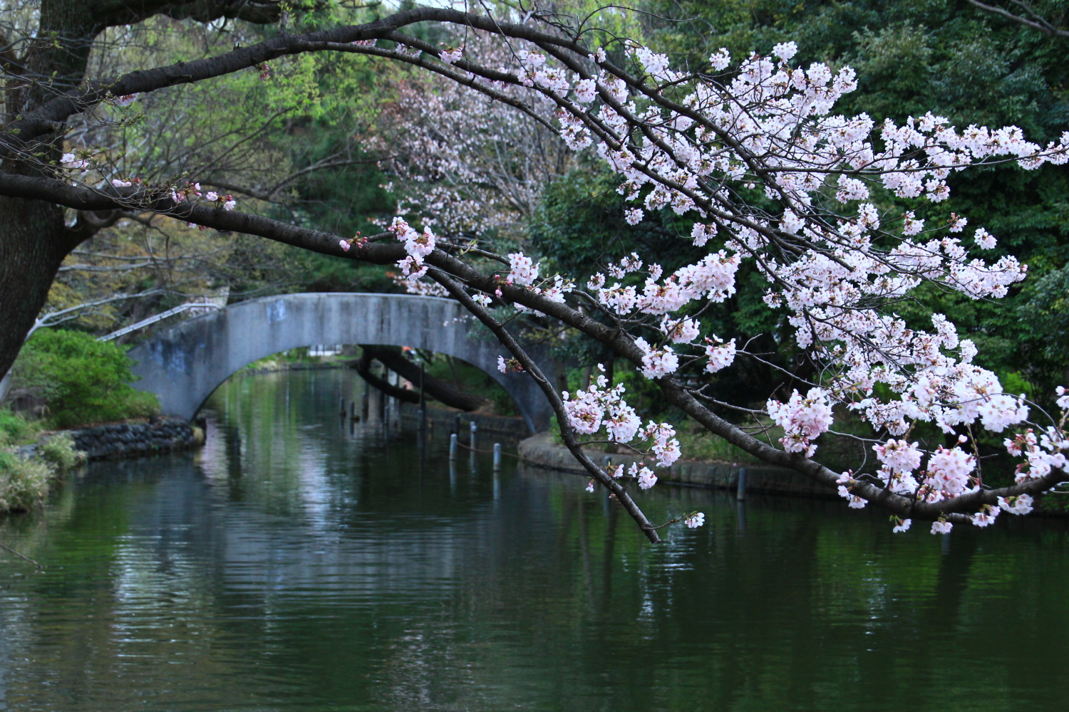 橋と桜 画像