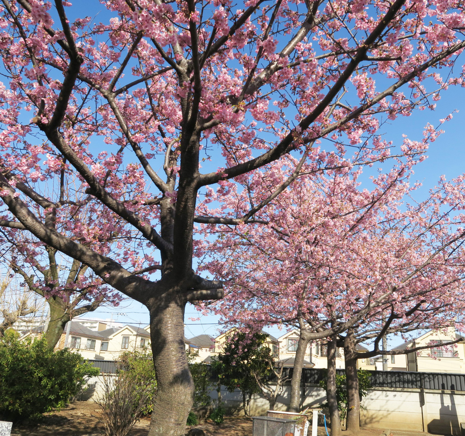 早咲きの河津桜が満開